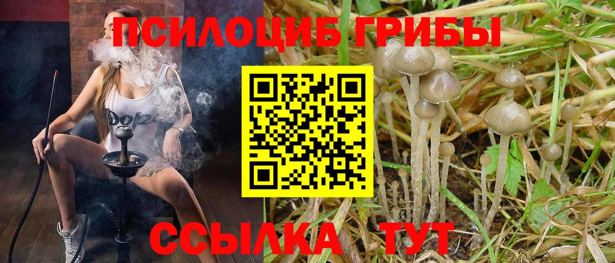 как найти наркотики  Галлюциногенные грибы Psilocybe  Вход с VPN  Тайшет 